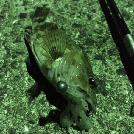 五島でロックフィッシュのライド オン パレード！